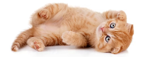 Pure breed kittens for sale
