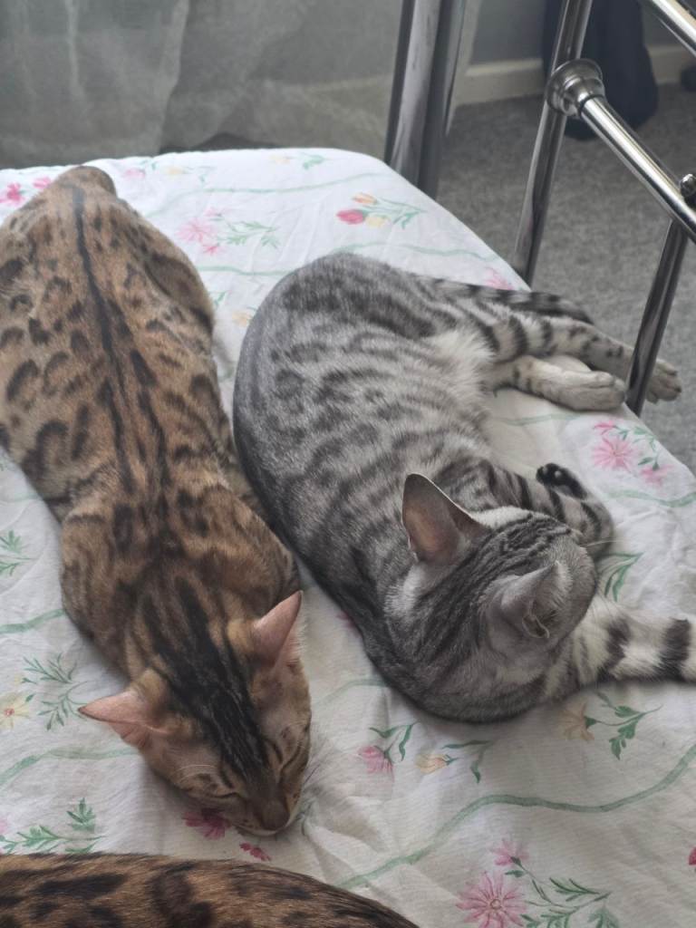 2 beautiful bengal kittens