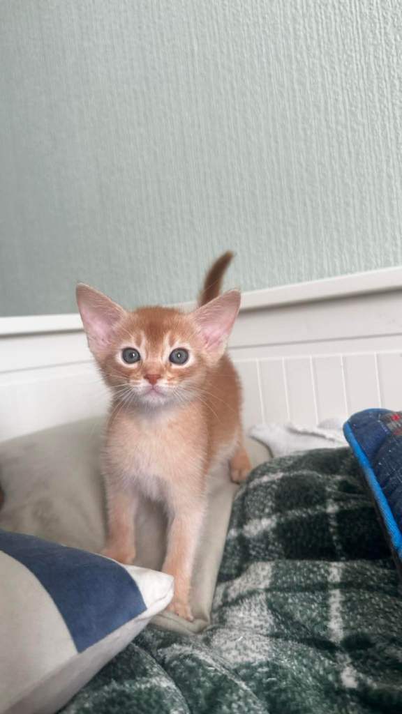Beautiful pedigree tica abyssinian kittens
